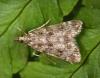 Eudonia sp.